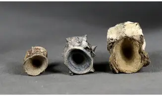 Fish vertebrae