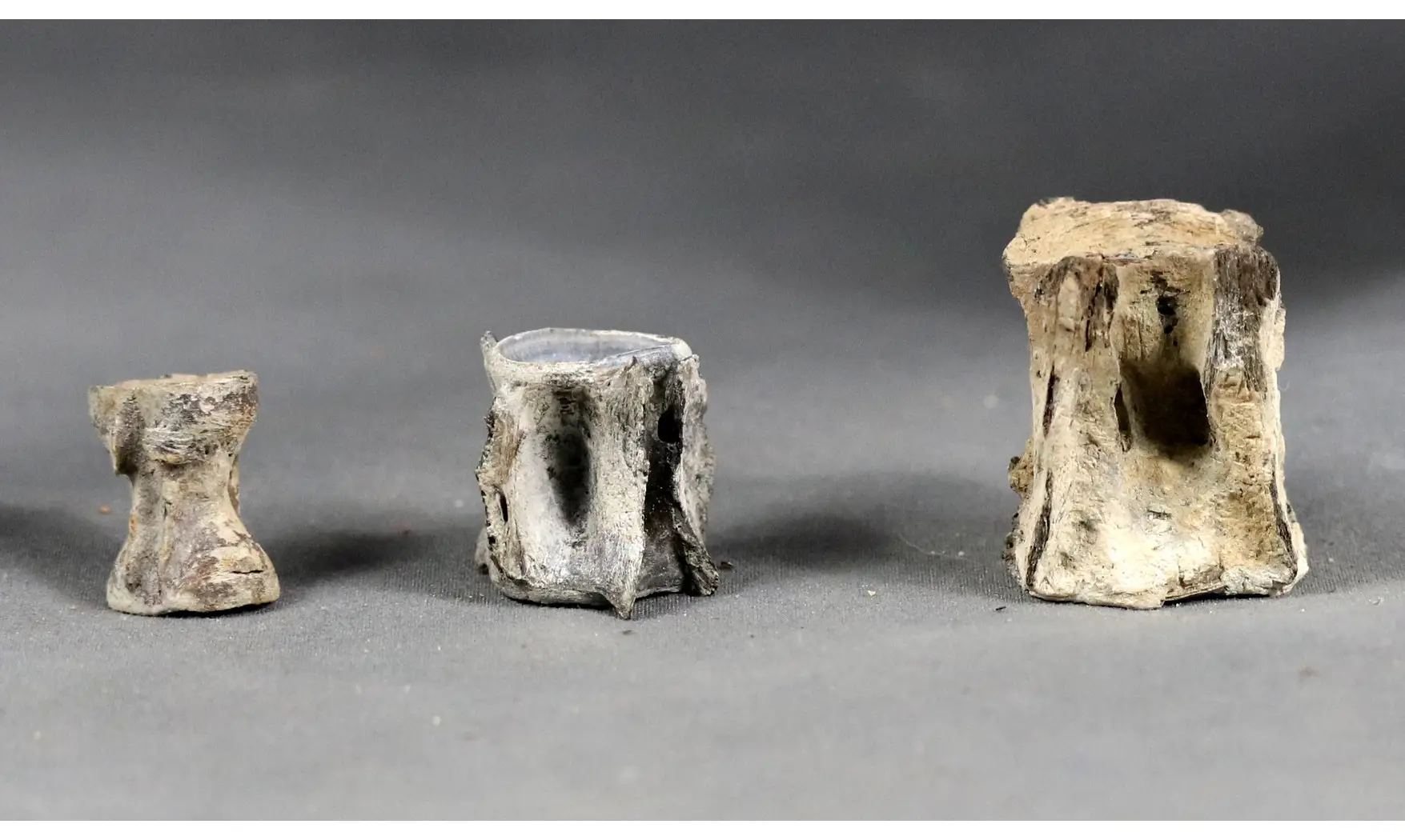 Fish vertebrae