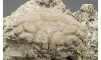 Xantho moldavicus