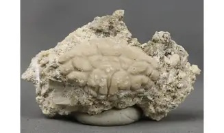Xantho moldavicus