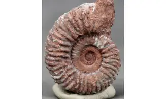 Anolcites dolericum
