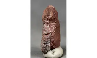 Anolcites dolericum