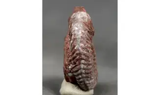 Anolcites dolericum