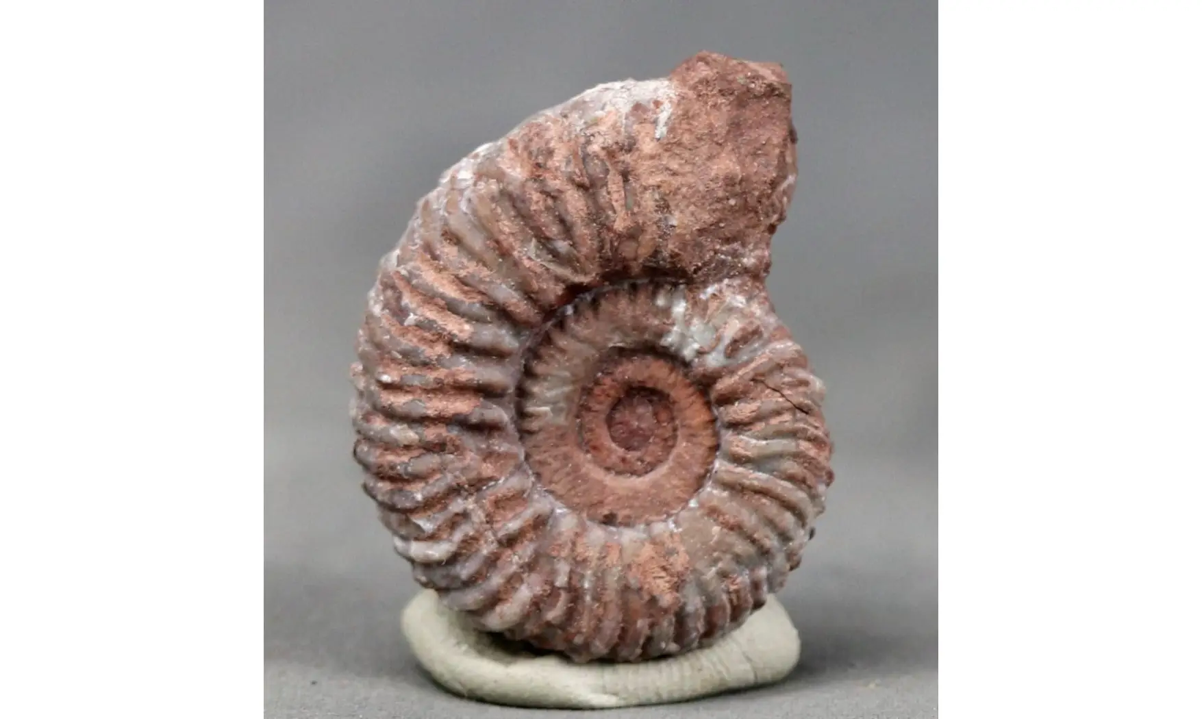 Anolcites dolericum