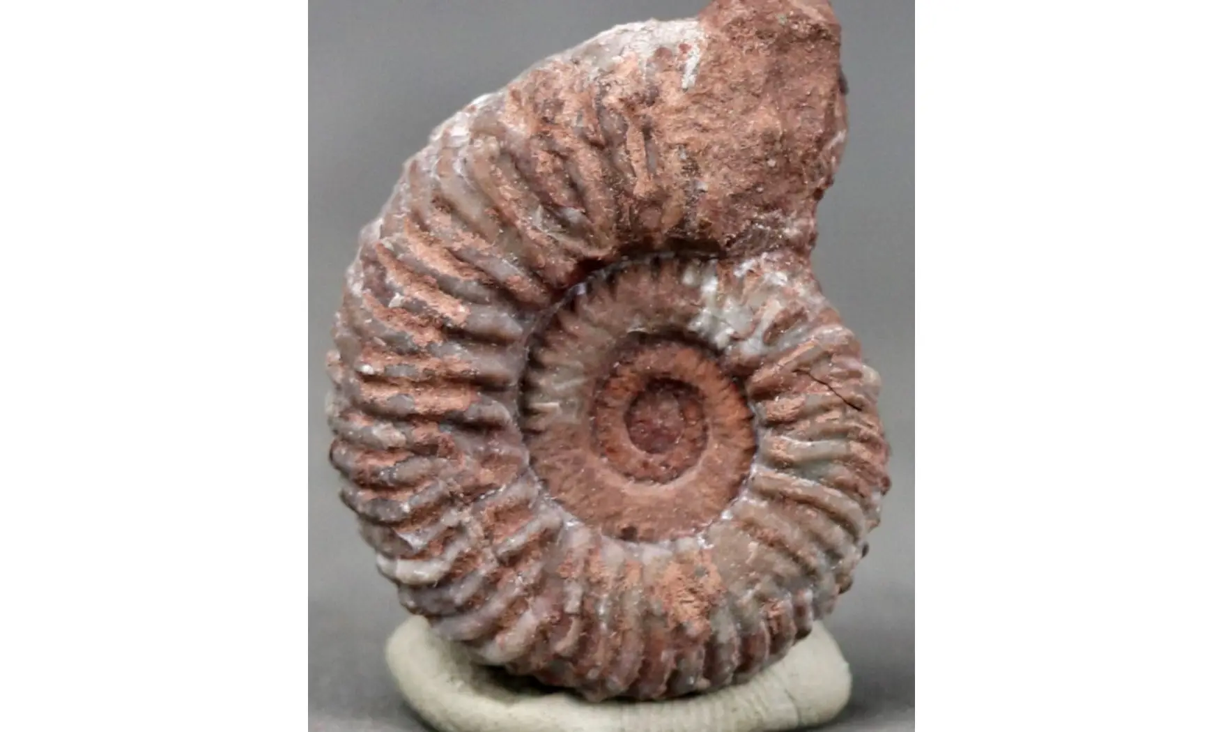 Anolcites dolericum
