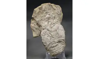 Pemphyx sueuri