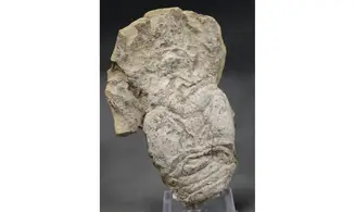 Pemphyx sueuri