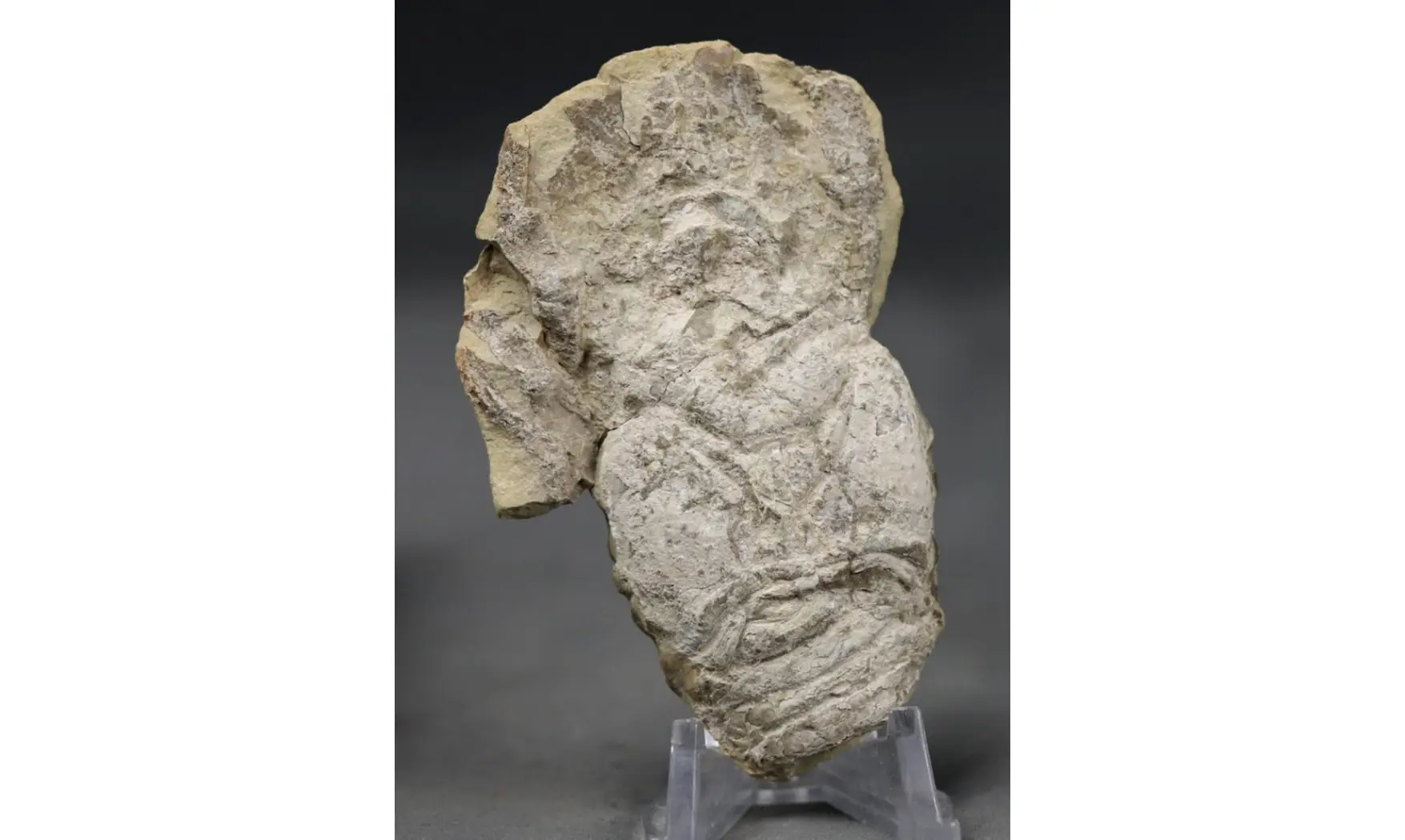Pemphyx sueuri