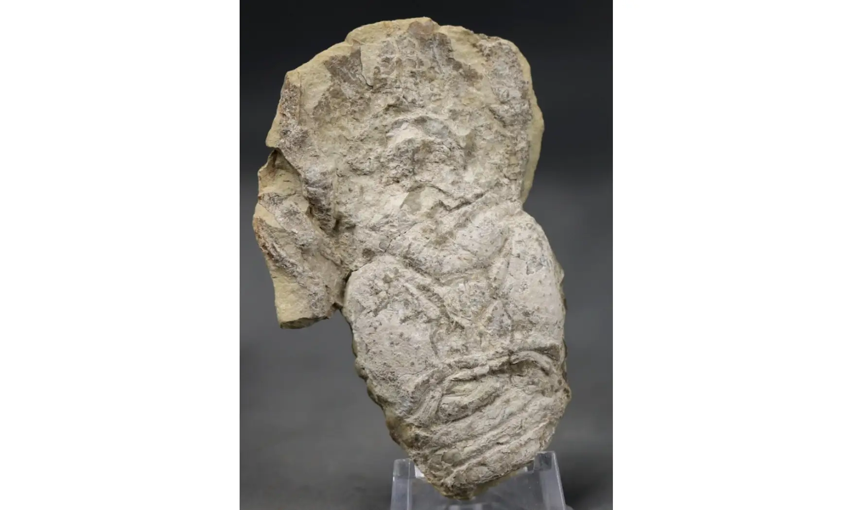 Pemphyx sueuri