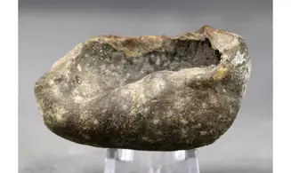 Bulla tympani