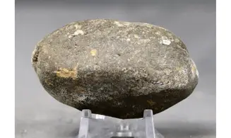 Bulla tympani