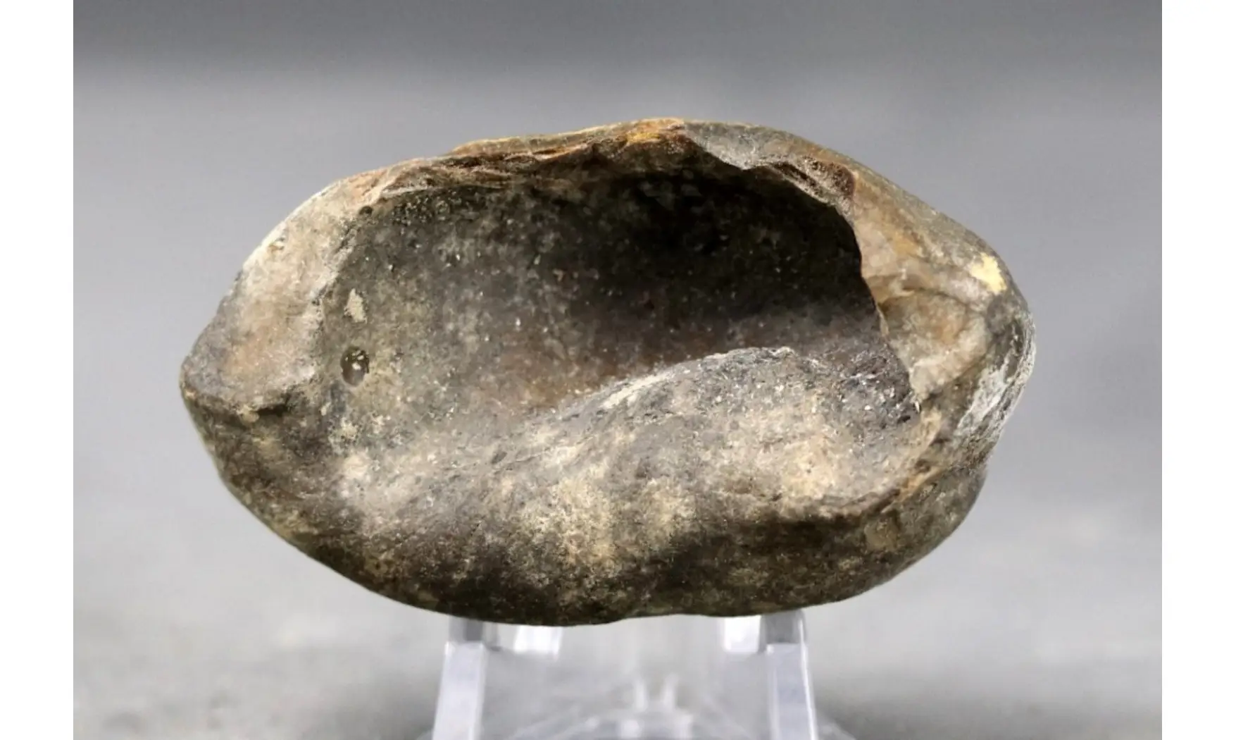 Bulla tympani