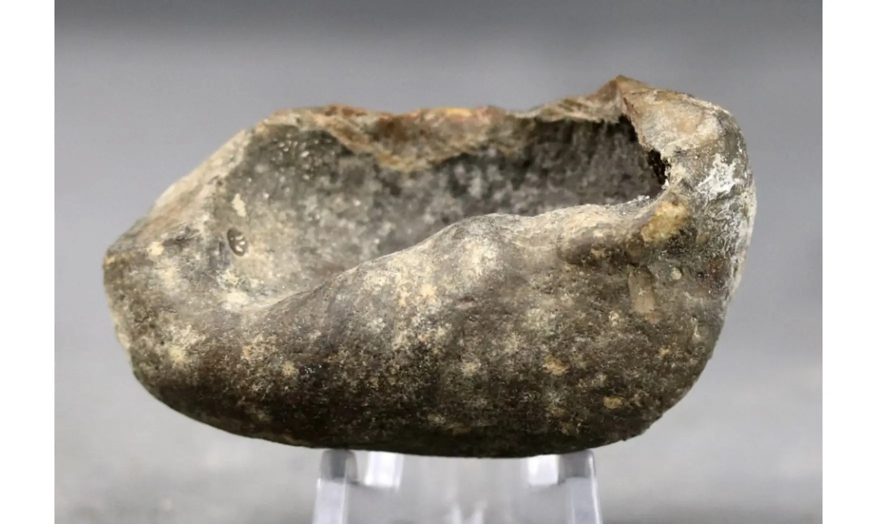 Bulla tympani