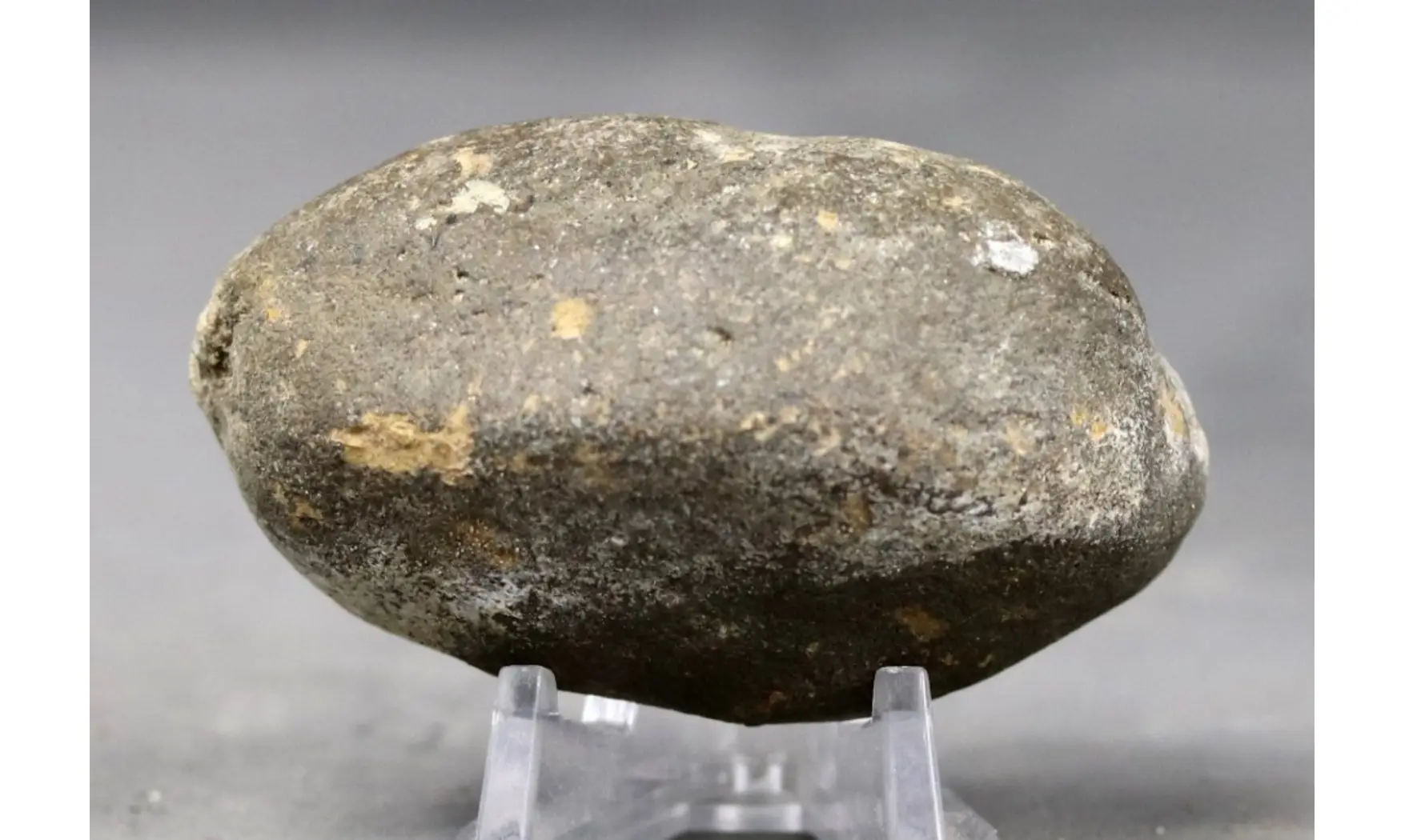 Bulla tympani