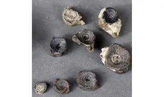 Fish vertebrae
