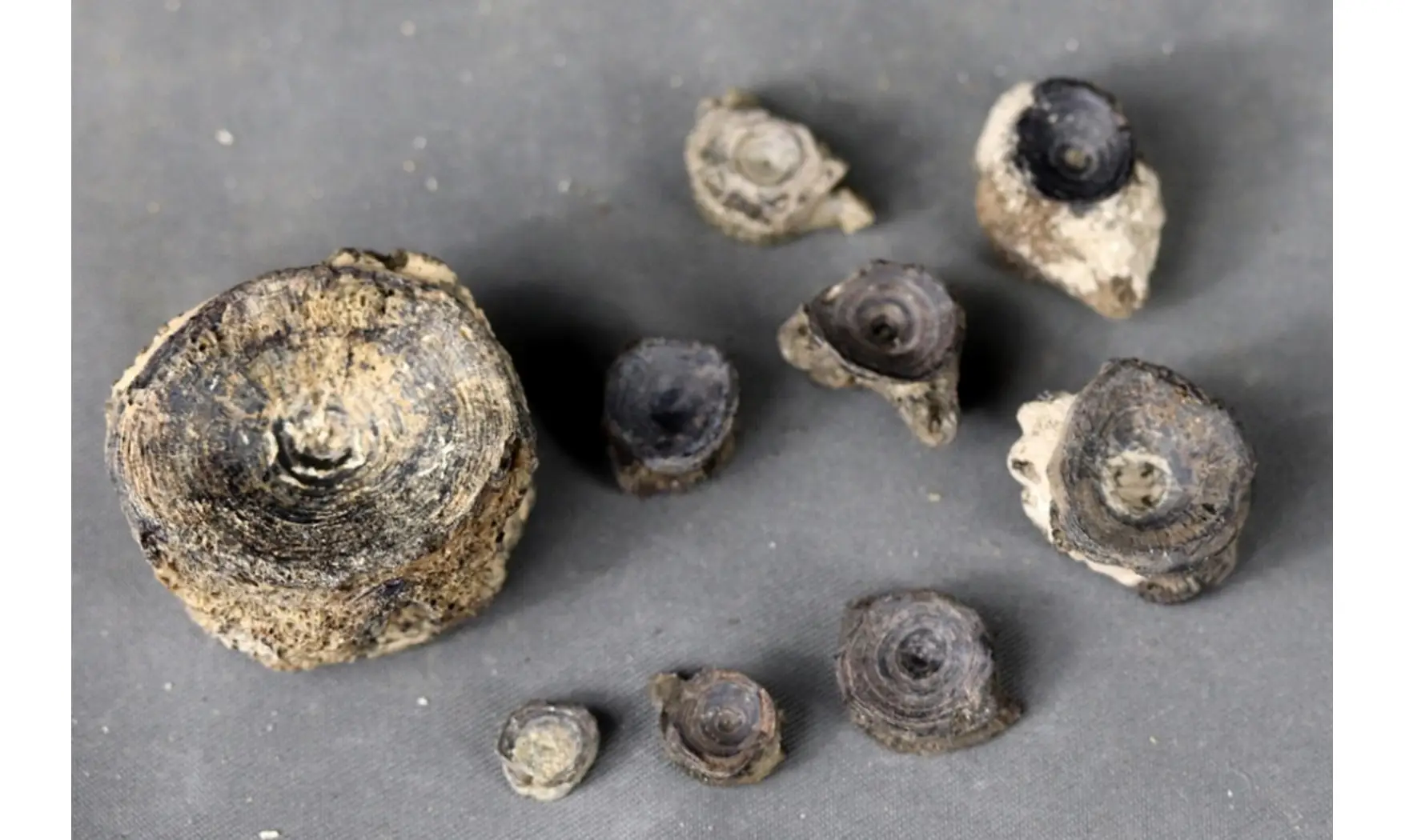 Fish vertebrae