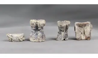 Fish vertebrae