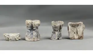 Fish vertebrae