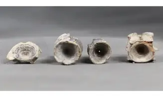 Fish vertebrae