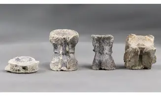 Fish vertebrae