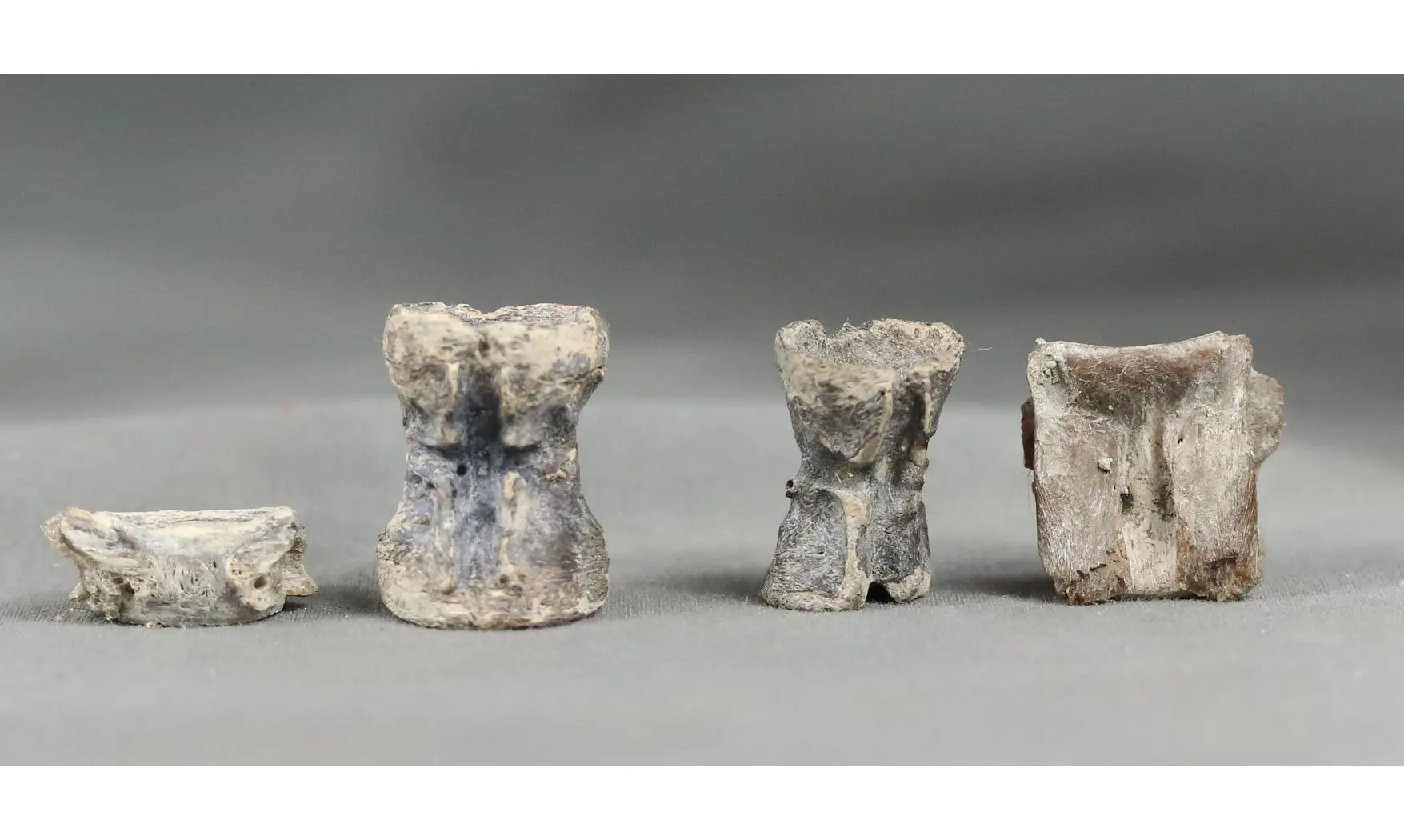 Fish vertebrae