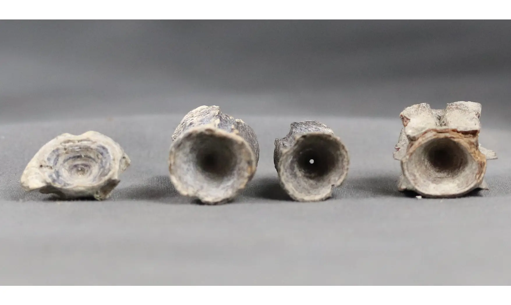 Fish vertebrae