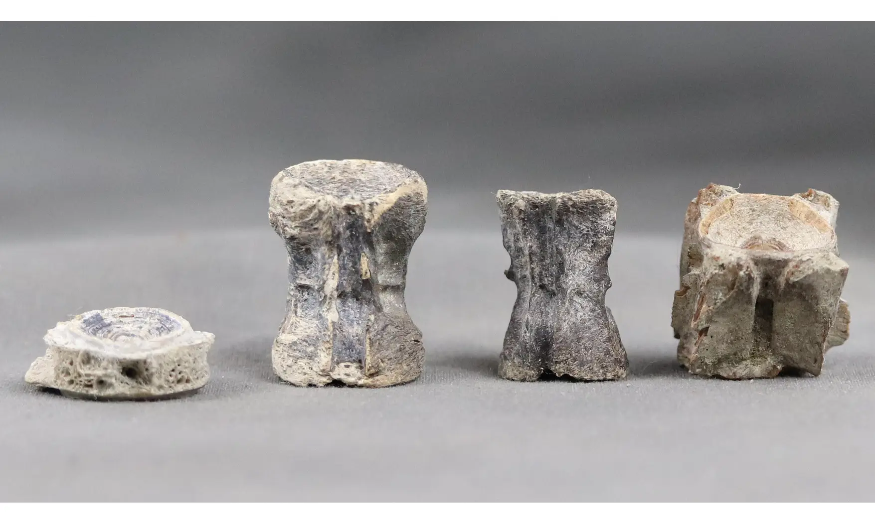 Fish vertebrae