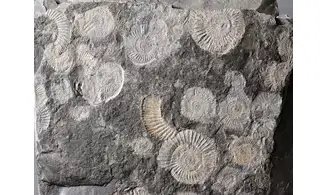 Dactylioceras commune