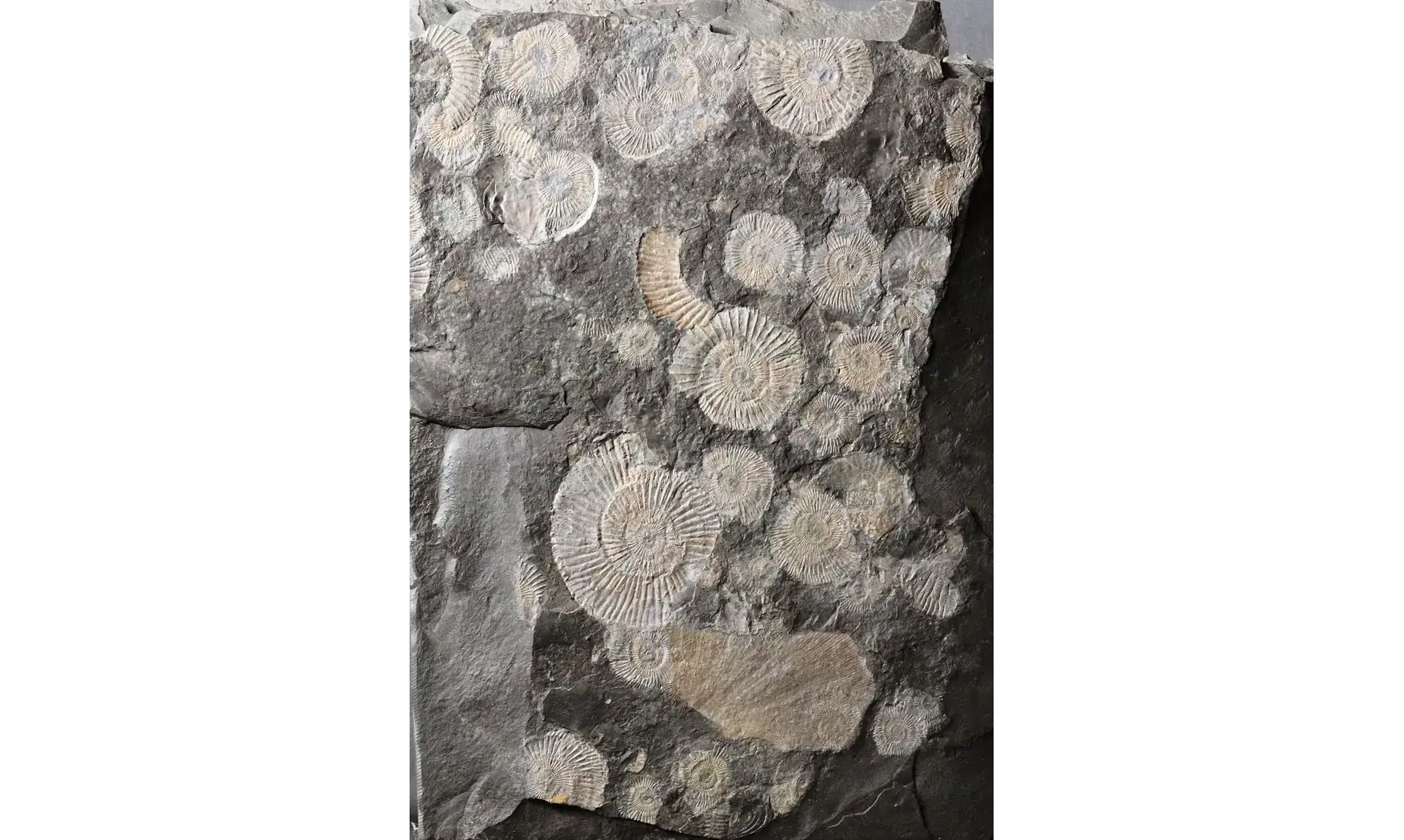 Dactylioceras commune