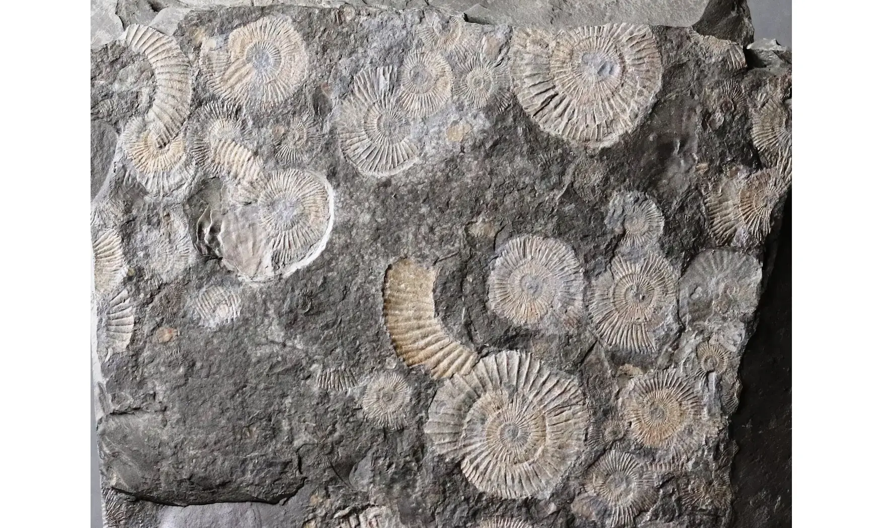 Dactylioceras commune