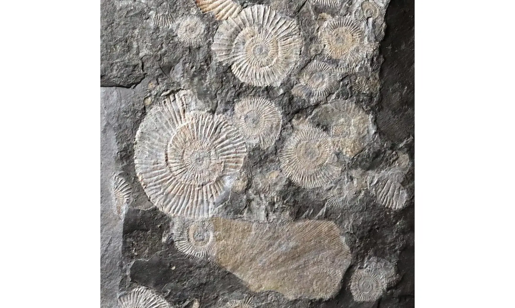 Dactylioceras commune