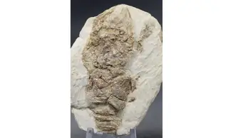 Pemphyx sueuri
