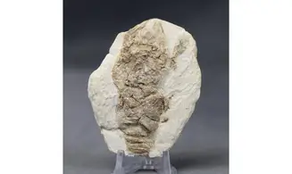 Pemphyx sueuri