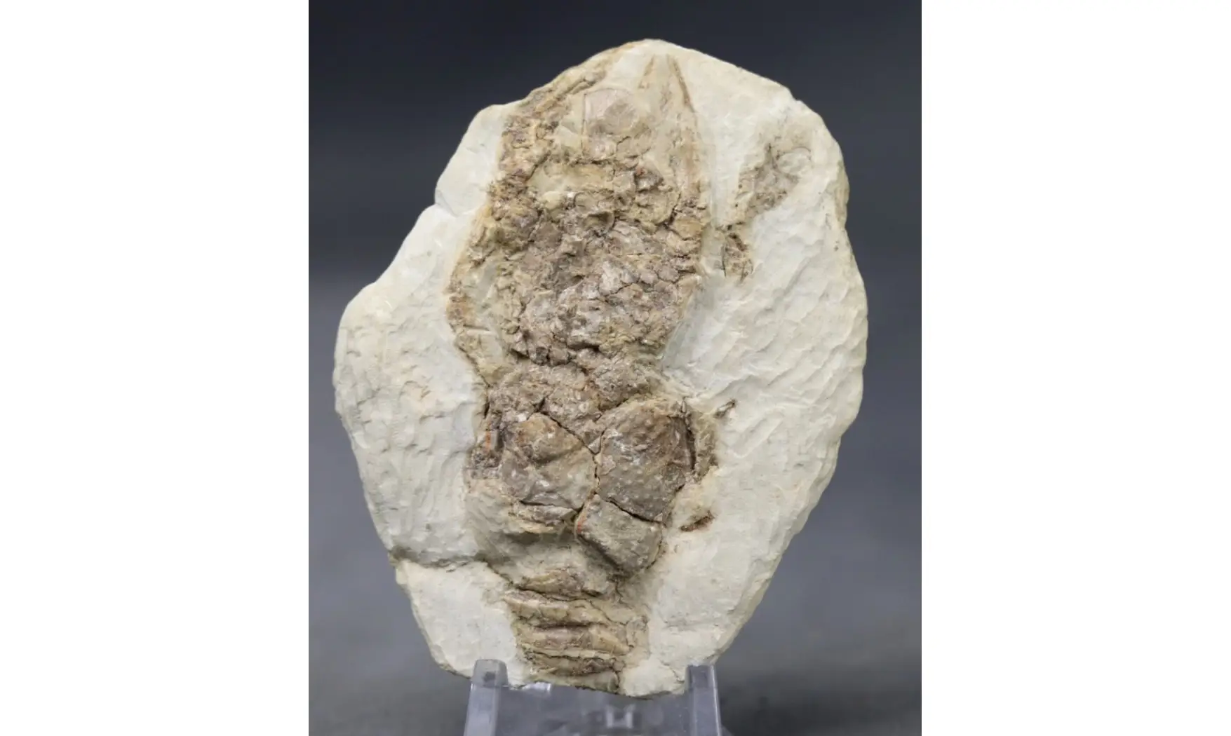 Pemphyx sueuri