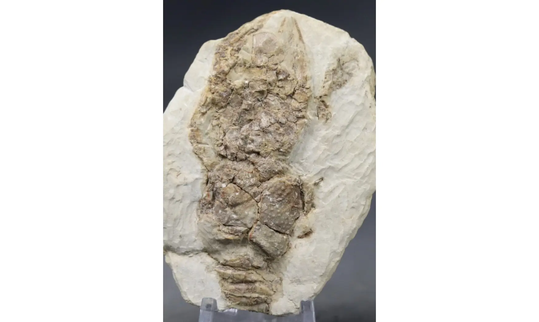 Pemphyx sueuri