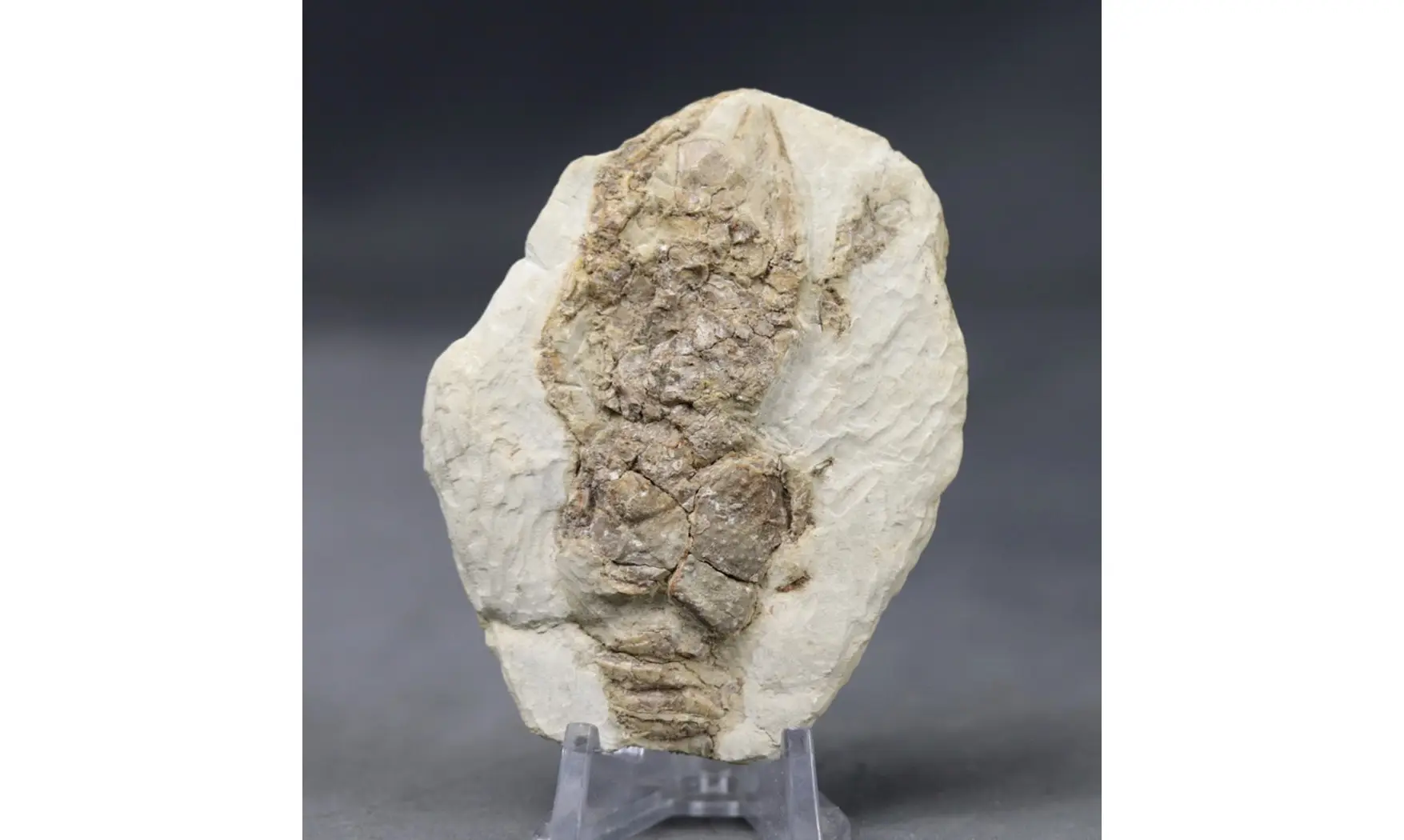 Pemphyx sueuri