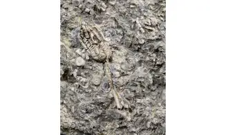 Encrinus liliiformis