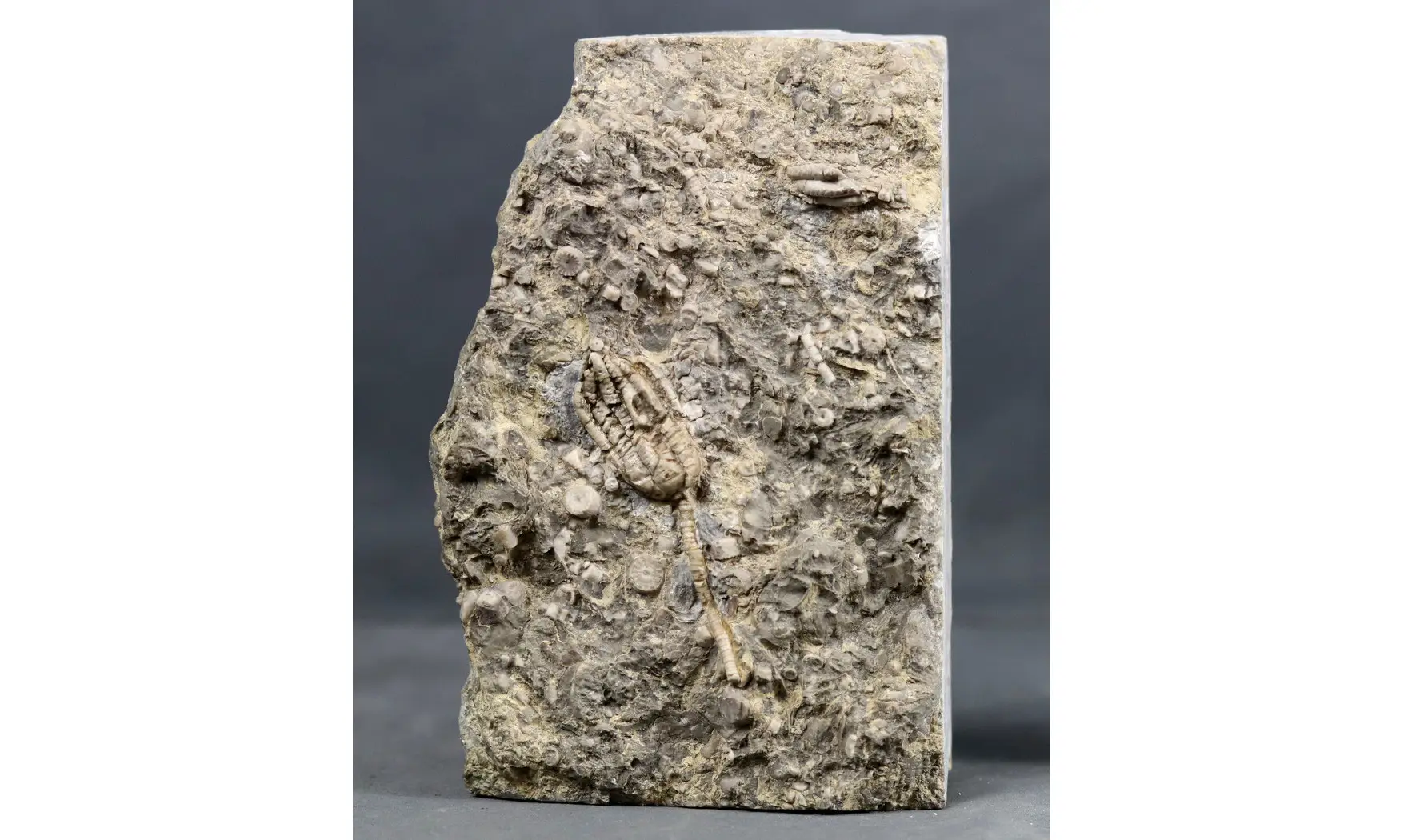Encrinus liliiformis