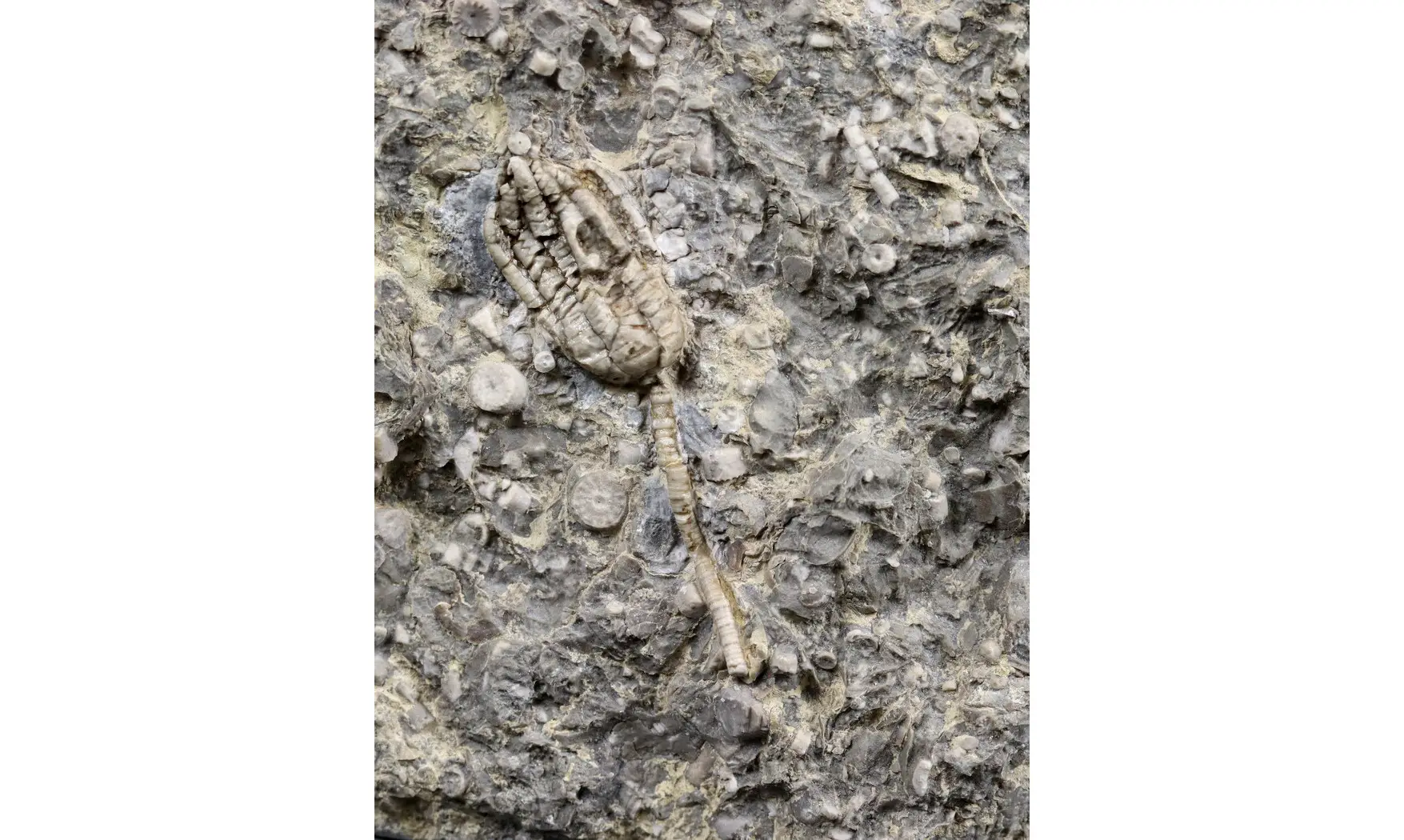 Encrinus liliiformis