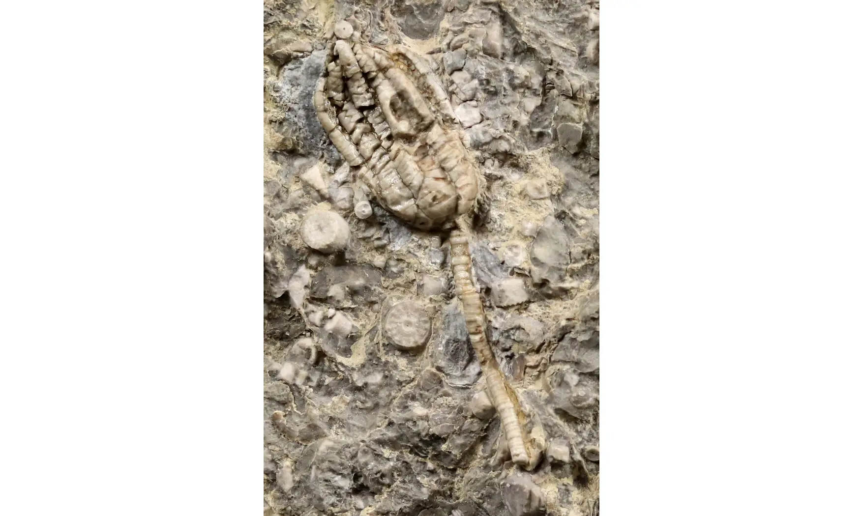 Encrinus liliiformis