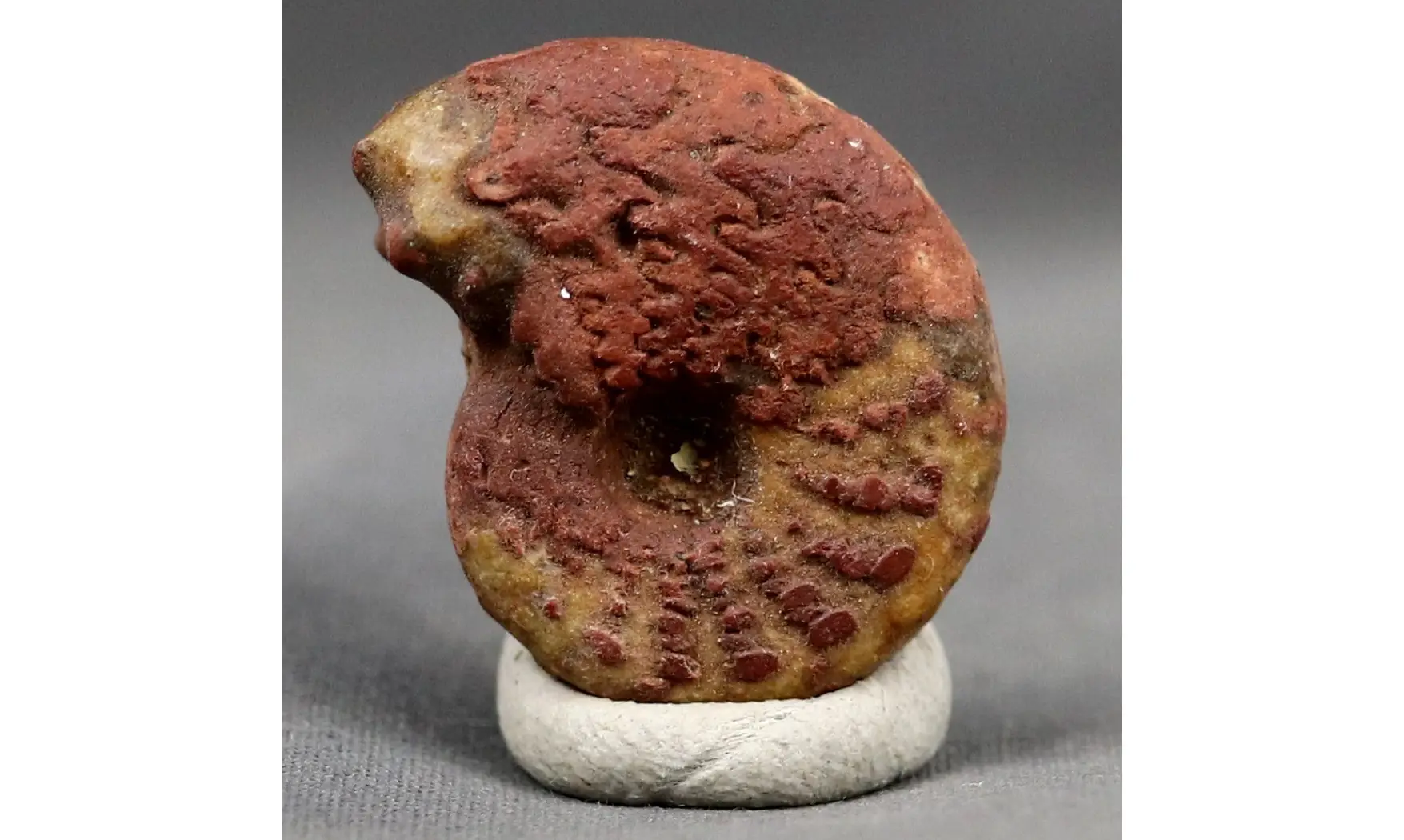 Pronorites postcarbonarius