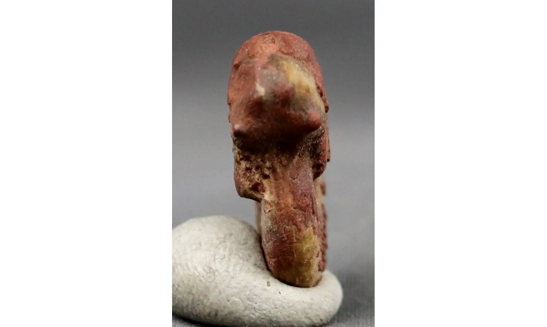 Pronorites postcarbonarius