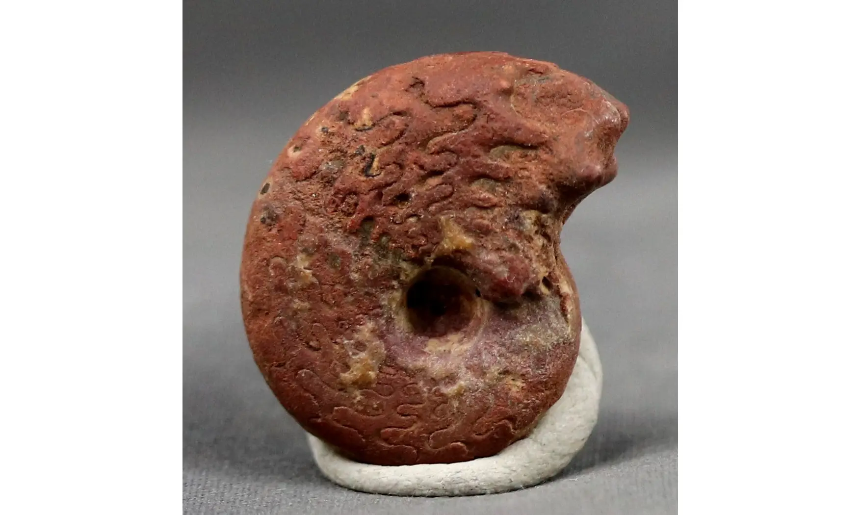 Pronorites postcarbonarius