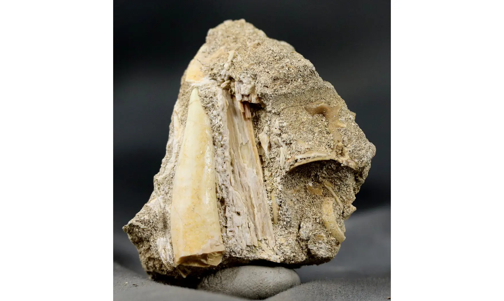 Enchodus libycus