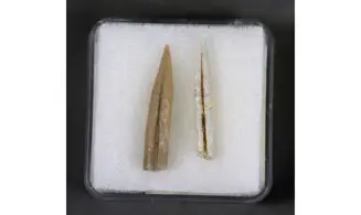 Adiakritobelus peyroulesensis