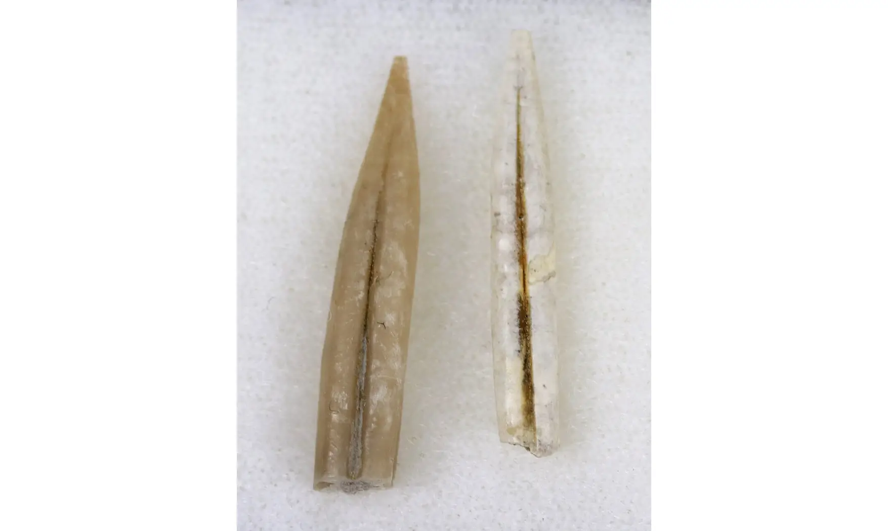 Adiakritobelus peyroulesensis