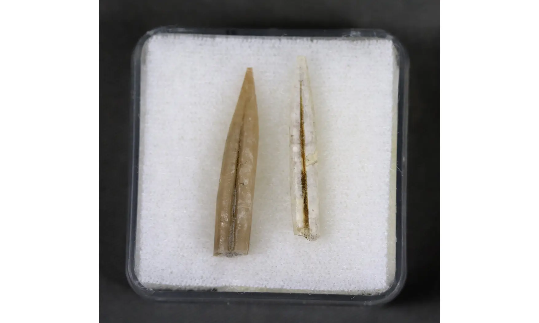 Adiakritobelus peyroulesensis