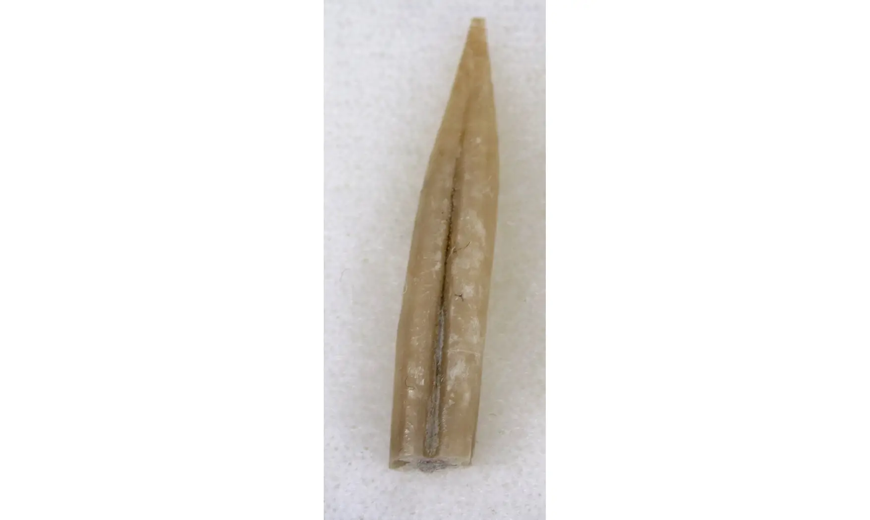 Adiakritobelus peyroulesensis