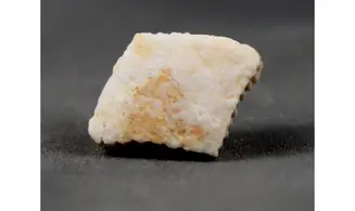 Rhombodus binkhorsti