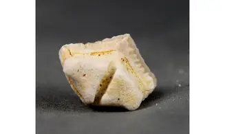 Rhombodus binkhorsti